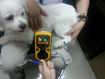 34343-pulsossimetro-veterinaria-utilizzo