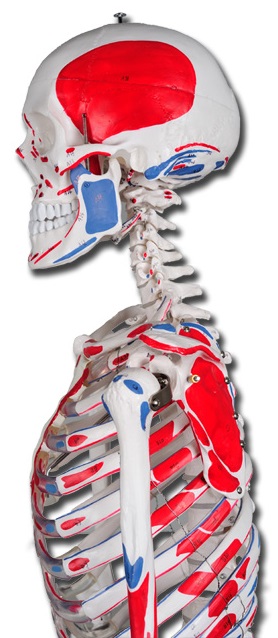 40124-modello-scheletro-laterale