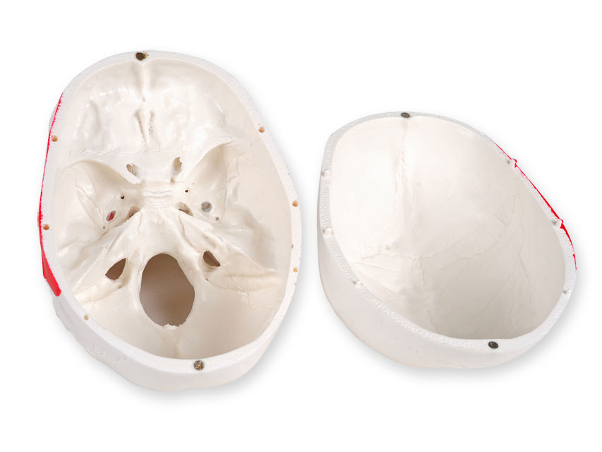 40156-modello-cranio-aperto