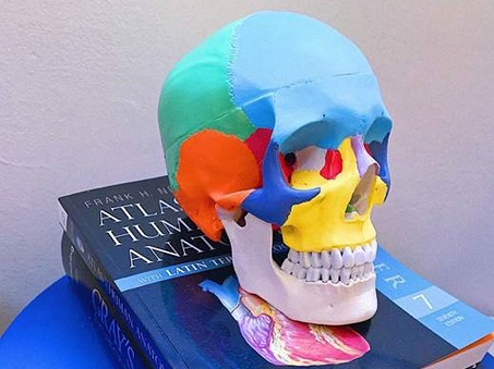 40157-cranio-colorato-modellino