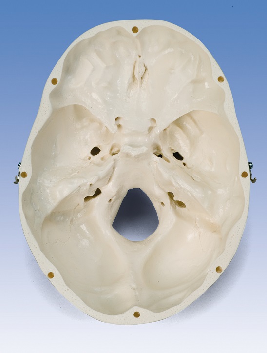 A20-Modello-cranio-interno
