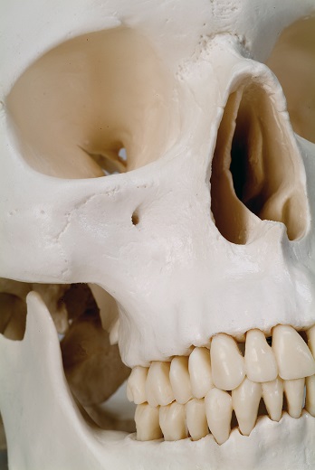 A20-Modello-cranio-naso-bocca