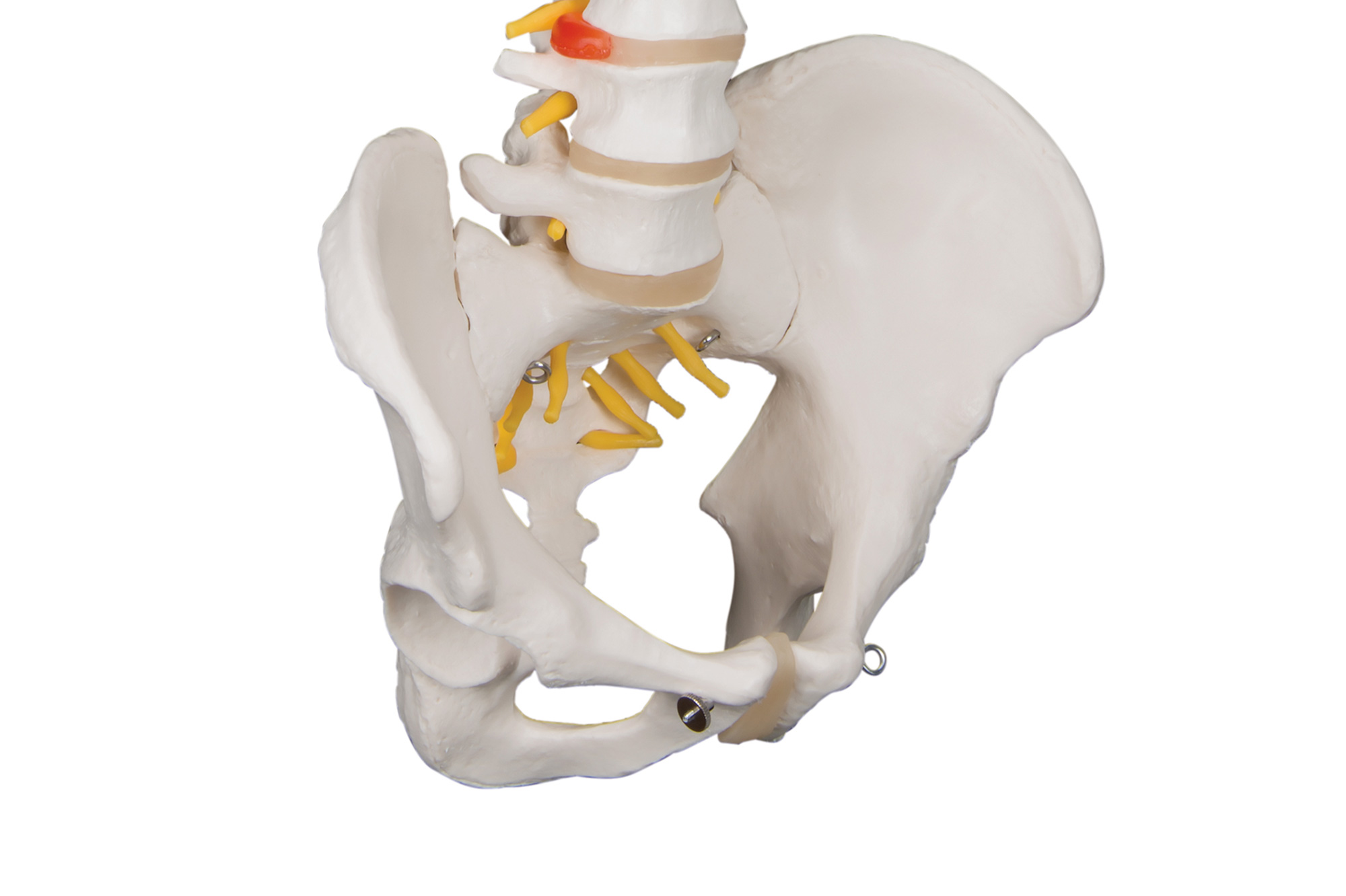 A58-1-colonna-vertebrale-anca