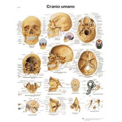 POSTER DEL CRANIO UMANO - Dim: 50x67 cm