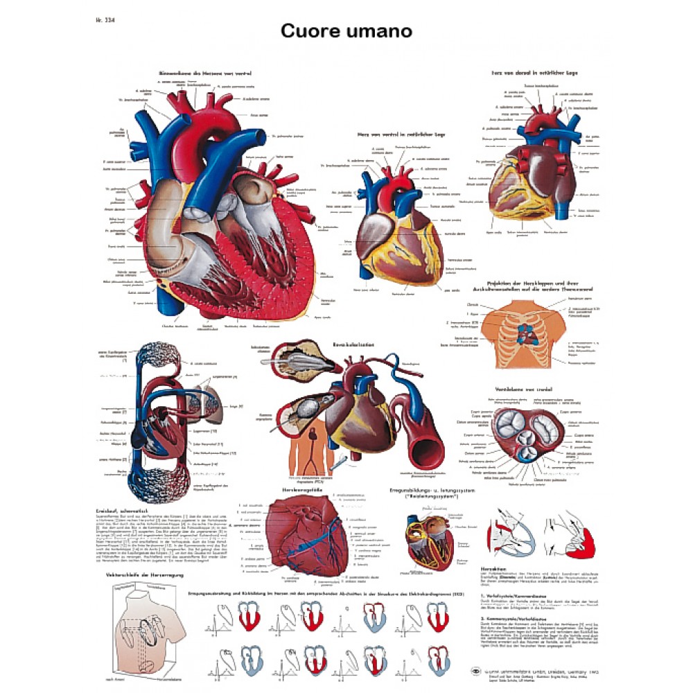 Decorato per Studio Medico 40x50cm Sala punteggiata ACEYCHUANG Poster di Anatomia del Cuore Umano 